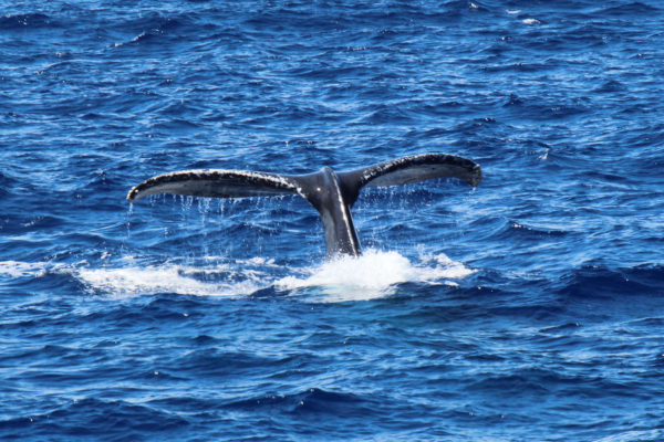 Whale Watch Honolulu